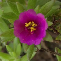 Portulaca pilosa L.